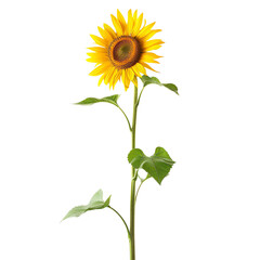 Fototapeta premium Bright and vibrant sunflower isolated on white background, showcasing its detailed petals and fresh green leaves.