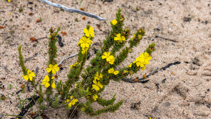  Stalked or Bundled Guinea-flower (Hibbertia fasciculata)