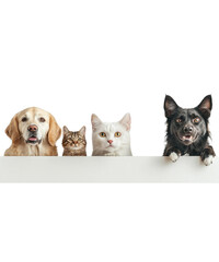 Obraz premium Group of pets, white isolate background