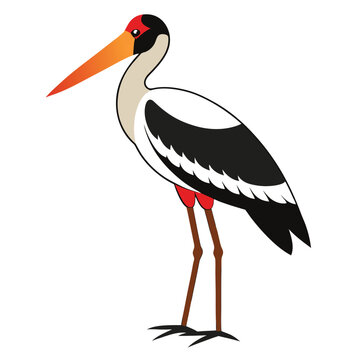 stork bird standing white background clip art preview