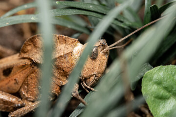 Macro portrait close-up of a grasshooper