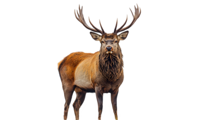 Majestic Stag with Intricate Antlers in Nature