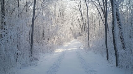 Naklejka premium A snow-covered path winding through a wintery forest