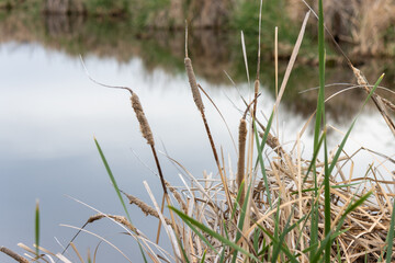 Bullrush reeds in front of pond