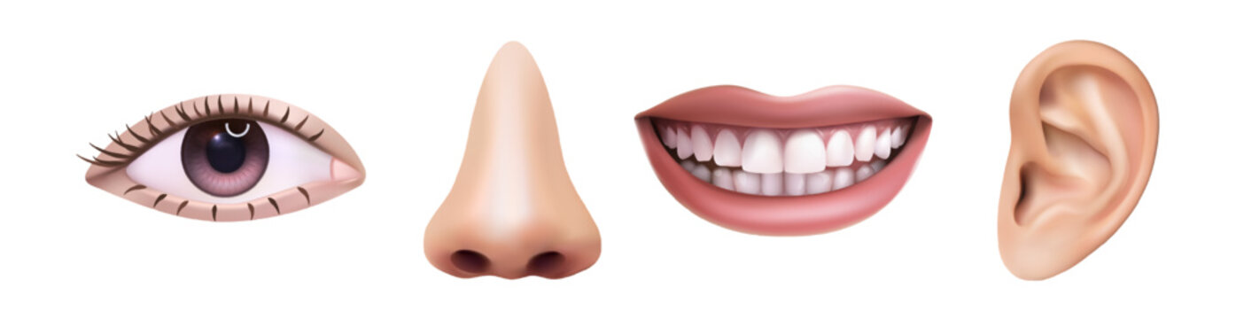 3d realistic vector icon illustration. Five sences concept, eye, nose, mouth, ear. Hearing, smelling, seeing, tasting. Human anatomy.