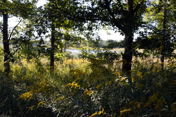 Fototapeta premium View of the marsh and native grasses and trees at Cuba Marsh Forest Preserve in Lake County, Illinois