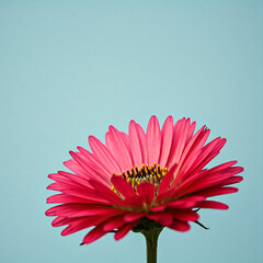 red gerbera flower