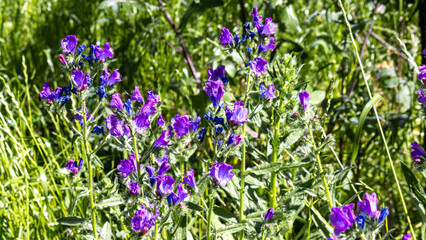 Echium plantagineum - purple viper's-bugloss or Patterson's curse