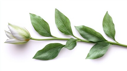 Obraz premium A delicate flower with green leaves on a white background.