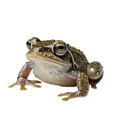 Naklejka premium frog with transparent background PNG and JPEG image 