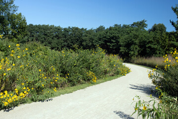 View of native trees and sunflowers along the recreational trail in autumn at Cuba Marsh Forest...