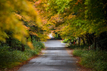 Obraz premium Autumn at the ancient temple in Shiga Prefecture, Japan
