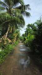 Obraz premium Narrow village street in countryside at Vinh Long province, Mekong Delta Vietnam in the morning.