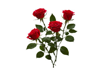Naklejka premium Red roses on a white background.PNG
