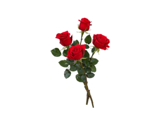 A small bouquet of vibrant red roses is presented against a stark white background