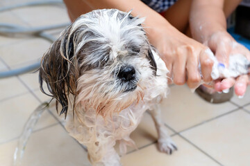 Long-haired dog takes a bath to cool down.