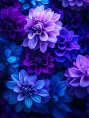 Obraz premium A close-up shot of a vibrant cluster of purple and blue flowers, showcasing the intricate details of each blossom. The colors are rich and saturated, creating a sense of beauty and wonder. The image r