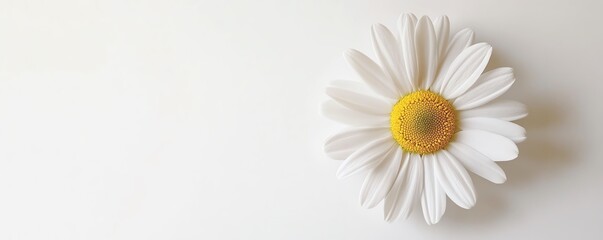 Fototapeta premium A close-up of a single white daisy with a yellow center on a white background, symbolizing simplicity and natural beauty.