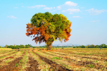 Fototapeta premium autumn landscape with tree.
