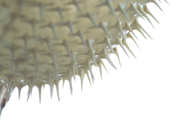 The close-up image of a pufferfish's spines highlights its formidable defense mechanism, designed...