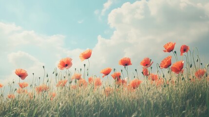 Obraz premium A field of red poppies swaying gently in the breeze, their delicate petals creating a striking contrast against a blue sky.