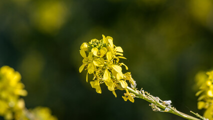Yellow Canola [Brassicaceae] rapeseed