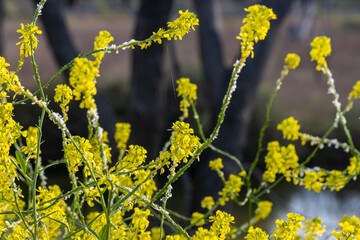 Yellow Canola [Brassicaceae] rapeseed