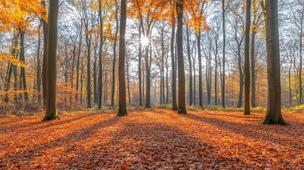 Obraz premium Beautiful autumn forest with golden leaves and sunlight streaming through the trees.