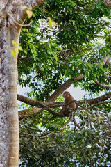 A monkey is sitting on a tree branch