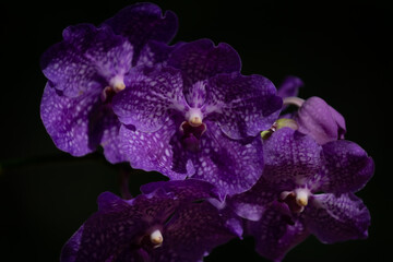 Garden of Orchids La Pajarera 2024