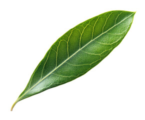 Obraz premium Olive tree leaf isolated on transparent background