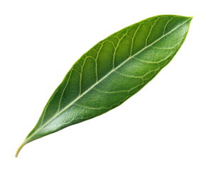 Olive tree leaf isolated on transparent background