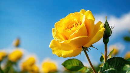 Fototapeta premium Bright Yellow Rose Blooming Under the Clear Blue Sky, Stunning Nature ,a Vibrant Rose Flower with Green Leaves in a Sunny Garden, Fresh and Serene Floral Scene
