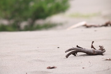 a dead tree branch laying on the sand