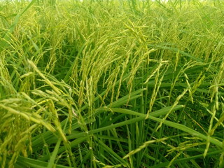  Lush Green Rice Field in Full Bloom
