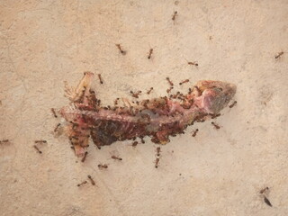 Ants Devouring a Fish Skeleton Nature’s Cleanup Crew
