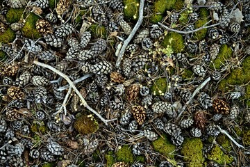 Pine Cones on the Ground, wallpaper wood, 