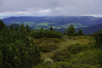 Obraz premium Narrow mountain tourist path. Cold and foggy autumn day in Hruby Jesenik Mountains, Czech Republic