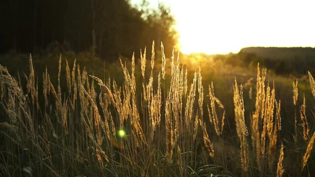 High dry grass, seeds of beautiful grass lit by sunlight. High quality FullHD footage