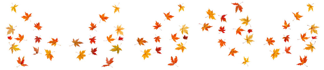 Collection of colorful maple leaves in autumn isolated on white background