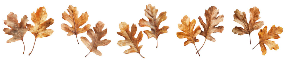 Collection of autumn oak leaves isolated on white background