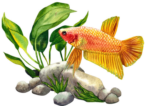 recommend clip art: The colorful Thai betta fish swims gracefully among the lush underwater plants. watercolor painting hand-drawn