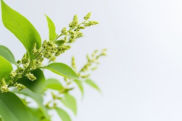 Fototapeta premium Close up of a green plant with small yellow green buds against a soft white background in a natural setting