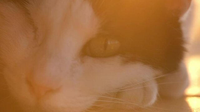 A close-up video focusing on the eye of a one-eyed black and white female cat, peacefully resting during sunset with warm, soft light illuminating her face