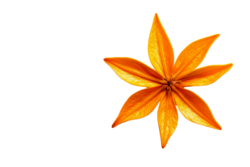 Beautiful orange flower with lush petals, showcasing nature's vibrant colors in a stunning close-up view.