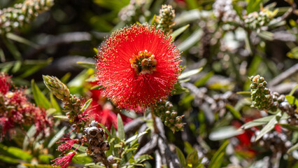 Red Australian Bottlebrush - Callistemon