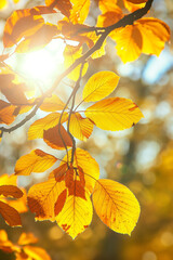 Obraz premium Beautiful autumn leaves glowing in sunshine with blurred trees background