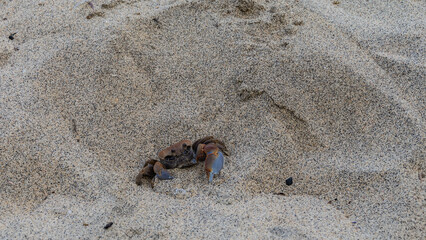 The crab was hiding in the sand. The carapace, paws, large and small claws, and eyes are visible. Top view. Madagascar.