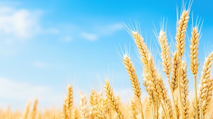 Fototapeta premium Closeup of golden wheat ears swaying gently in the breeze against a clear blue sky, showcasing natures bounty.