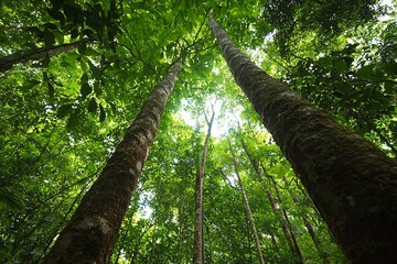 Fototapeta premium A quiet moment spent lying on the forest floor, looking up at the canopy above. The experience invites relaxation